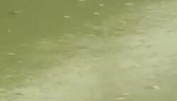 Tangkapan layar video ratusan ikan mengambang di Sungai Cisadane, Kamis 20 Agustus 2026.