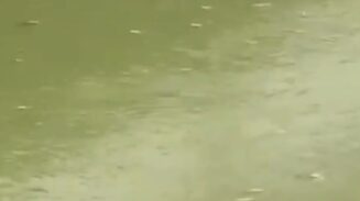 Tangkapan layar video ratusan ikan mengambang di Sungai Cisadane, Kamis 20 Agustus 2026.