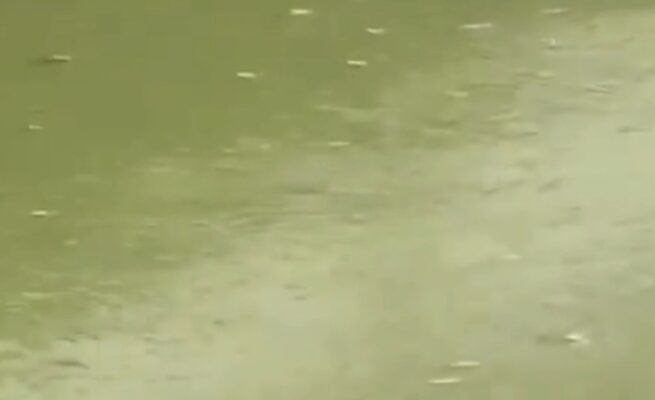 Tangkapan layar video ratusan ikan mengambang di Sungai Cisadane, Kamis 20 Agustus 2026.